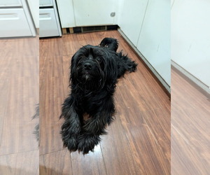 Lhasa-Poo Dogs for adoption in MECHANICSBURG, PA, USA