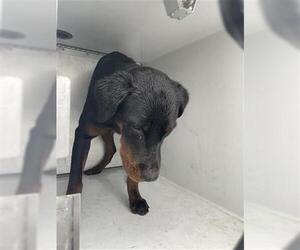 Rottweiler Dogs for adoption in Houston, TX, USA