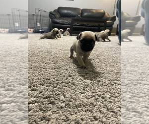 Pug Puppy for sale in THORNTOWN, IN, USA
