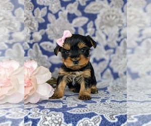 Yorkshire Terrier Puppy for sale in QUARRYVILLE, PA, USA