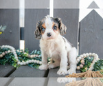 Small #3 Cavalier King Charles Spaniel