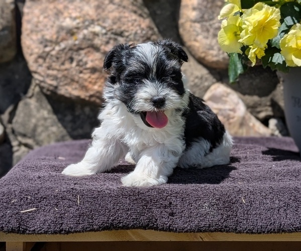 Medium Photo #39 Havanese Puppy For Sale in GOSHEN, IN, USA