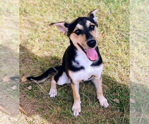 Australian Shepherd Dogs for adoption in Bryant, AR, USA