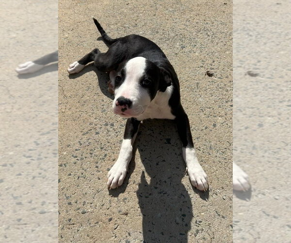 Medium Photo #7 Mutt Puppy For Sale in Mooresville, NC, USA