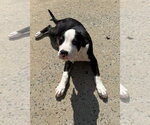 Small #6 Mutt