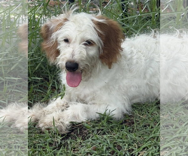 Medium Photo #1 Bernedoodle Puppy For Sale in Valrico, FL, USA