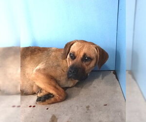 Mutt Dogs for adoption in San Bernardino, CA, USA