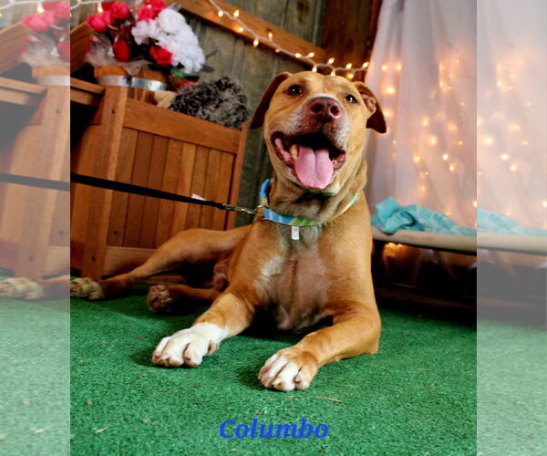 Medium Photo #2 Mutt Puppy For Sale in Crandall, GA, USA