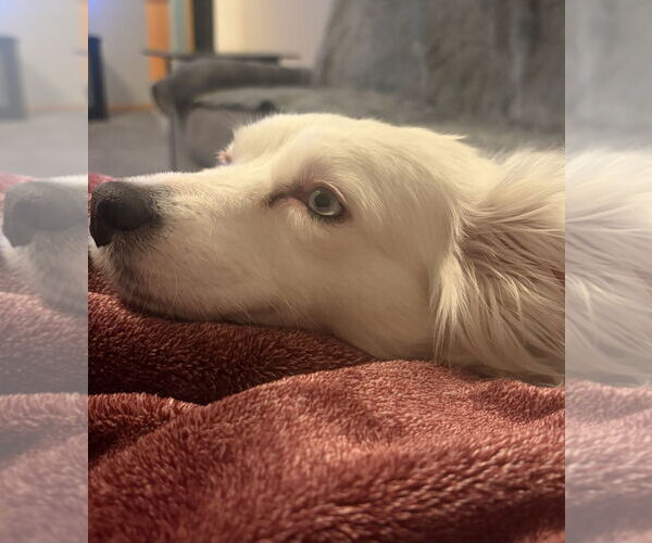 Medium Photo #3 Mutt Puppy For Sale in Clarkston, MI, USA