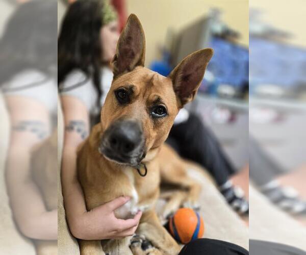 Medium Photo #4 German Shepherd Dog-Unknown Mix Puppy For Sale in Center Township, PA, USA