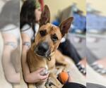 Small #3 German Shepherd Dog Mix