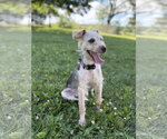 Small #2 Mutt