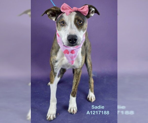 Medium Photo #1 Staffordshire Bull Terrier Puppy For Sale in Bakersfield, CA, USA