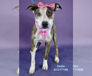 Staffordshire Bull Terrier Dogs for adoption in Bakersfield, CA, USA