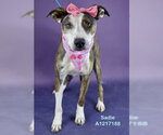 SADIE - Female Staffordshire Bull Terrier Dog for Adoption - Small photo