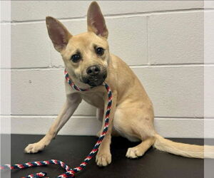Gravy - Female Pug-Unknown Mix Dog for Adoption - Photo #12