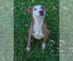 Small #1 Labrador Retriever-Plott Hound Mix