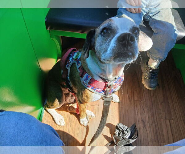 Medium Photo #3 Puggle Puppy For Sale in Hinton, WV, USA