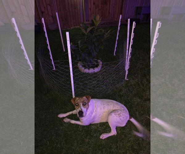 Medium Photo #12 Labrador Retriever-Unknown Mix Puppy For Sale in Rosenberg, TX, USA