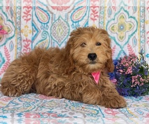 Goldendoodle Puppy for sale in LANCASTER, PA, USA