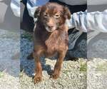 Small Photo #6 Mutt Puppy For Sale in Westwood, NJ, USA