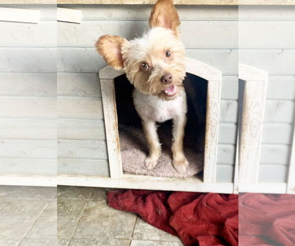 Medium Photo #4 Mutt Puppy For Sale in Santa Clarita, CA, USA