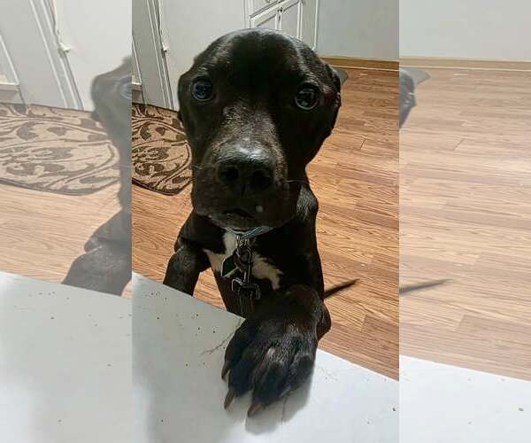 Medium Photo #2 Mutt Puppy For Sale in Clarkston, MI, USA