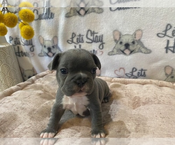 Medium Photo #4 French Bulldog Puppy For Sale in VILLA RICA, GA, USA