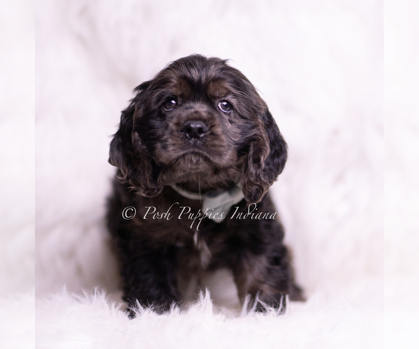 Medium Photo #3 Cocker Spaniel Puppy For Sale in WARSAW, IN, USA