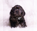 Small #2 Cocker Spaniel