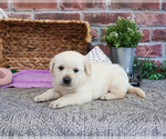 Small #1 Labrador Retriever