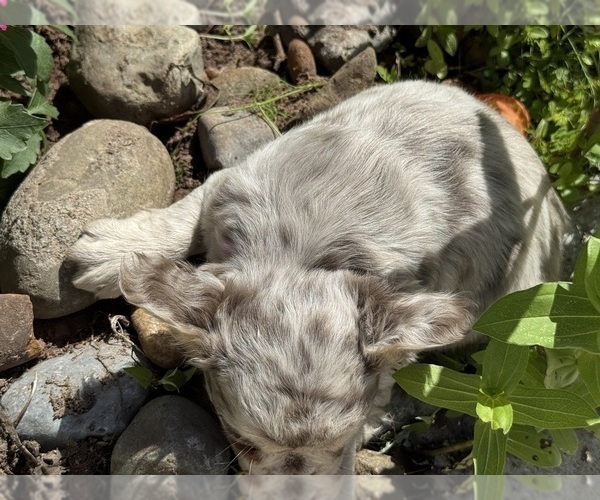 Medium Photo #6 French Bulldog Puppy For Sale in LEHIGH ACRES, FL, USA