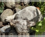 Small #5 French Bulldog