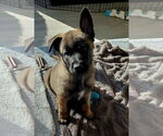 Small #3 German Shepherd Dog Mix