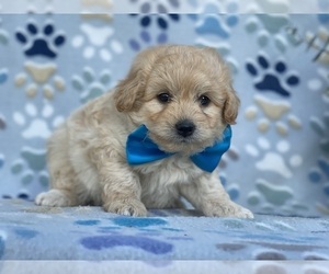 Pookimo Puppy for sale in LANCASTER, PA, USA