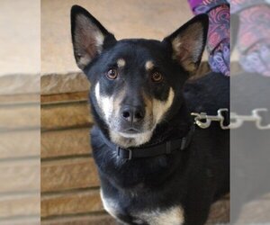 Pembroke Welsh Corgi-Unknown Mix Dogs for adoption in Germanton, TN, USA