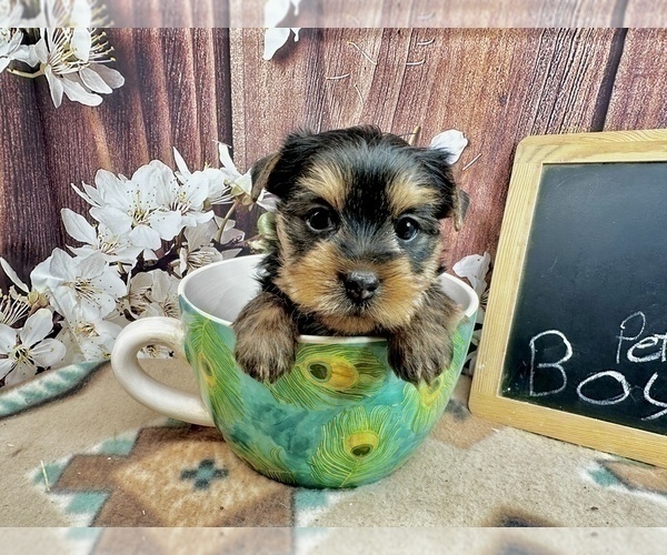 Medium Photo #10 Yorkshire Terrier Puppy For Sale in CASSVILLE, MO, USA