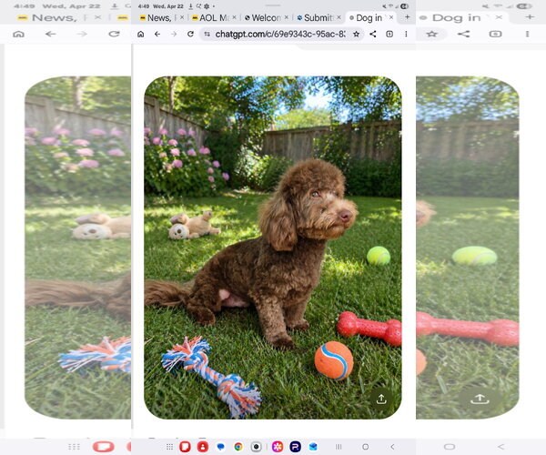 Medium Photo #1 Bichon Frise Puppy For Sale in Seaford, DE, USA