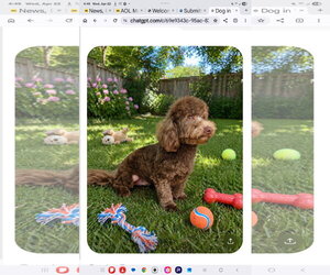 Bichon Frise Dogs for adoption in Seaford, DE, USA