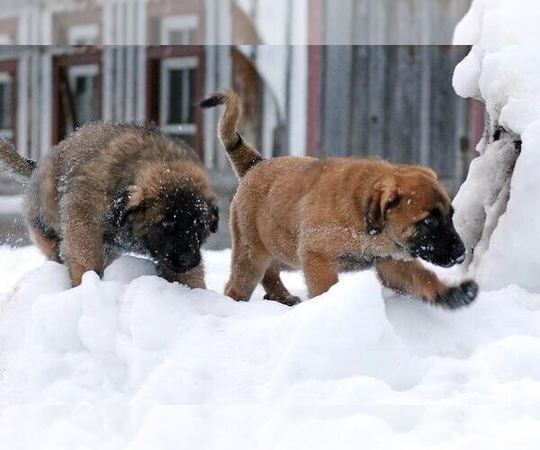 Medium Photo #14 Estrela Mountain Dog Puppy For Sale in Cherryville, British Columbia, Canada