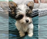 Small #8 Yorkshire Terrier