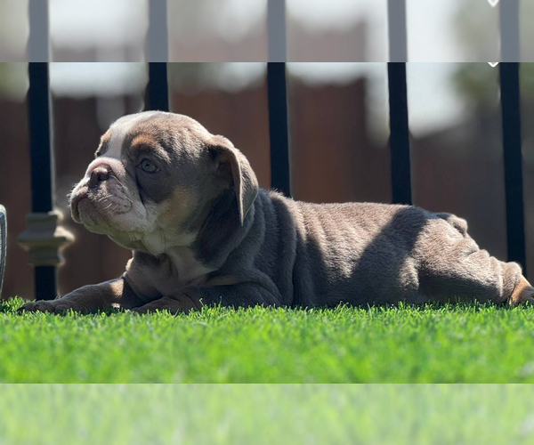 Medium Photo #22 English Bulldog Puppy For Sale in NEW YORK, NY, USA