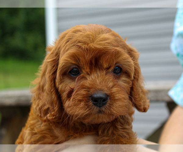 Medium Photo #5 Cavalier King Charles Spaniel-Poodle (Toy) Mix Puppy For Sale in LIBERTY, KY, USA