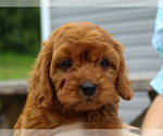 Small #4 Cavalier King Charles Spaniel-Poodle (Toy) Mix