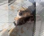 Small #3 America Bandogge Mastiff-American Bandogge Mix
