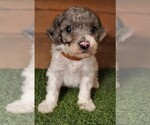 Small Photo #3 Poodle (Miniature) Puppy For Sale in FILLMORE, UT, USA