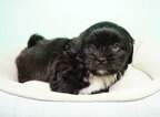 Small Photo #2 Shih Tzu Puppy For Sale in FULLERTON, CA, USA