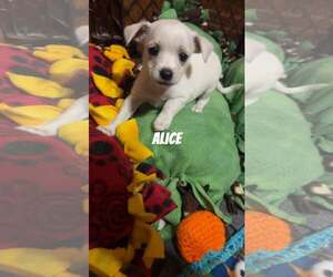 Chihuahua-Unknown Mix Dogs for adoption in Binghamton, NY, USA