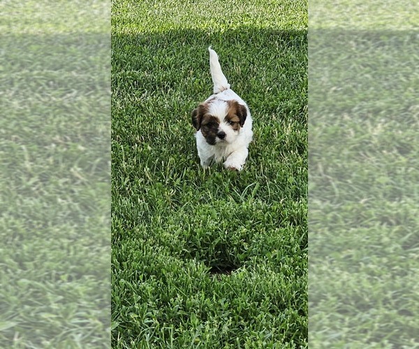 Medium Photo #4 Cava-Tzu Puppy For Sale in KEWAUNEE, WI, USA