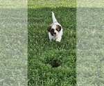 Small #3 Cava-Tzu